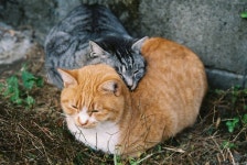 ほっこり by 猫島 警部 | 고양이