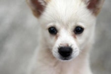 Puppy 강아지 | 강아지