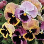 Viola - hybridized pansies | 팬지