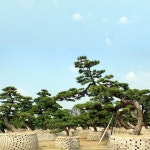 Japanese black pine | 정원