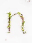 Actualité / Fleurs de caractère / étapes: design & culture visuelle | 꽃그림, 드라이 플라워, 패턴