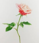 보태니컬 아트에 있는 핀