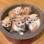 #instacat #animal #lfl #like4like #kittens #likeforlike #catlover #instadaily @rocket_hastags #pet #kitten #photooftheda... | 귀여운... 