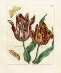 Nederlandsch Bloemwerk 1794(이미지 포함)