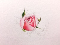 여리여리한 장미 꽃봉오리 그리기 : 네이버 블로그 | Watercolor rose, Watercolor artwork, Watercolor flowers