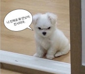 나 진짜로 화 안낫서. - 2022 | 강아지 밈, 웃긴, 고양이 사진 - 2022 | 강아지 밈, 귀엽고 재미있는 동물, 강아지 | 동물 말장난, 개 밈, 강아지 밈