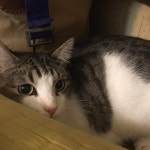 Pretty big eyes 😻  bigeyes cateyes cateyeliner eyelinertutorial 왕눈이 고양이눈 캣아이라이너 이쁜냥이 | Instagram posts... 