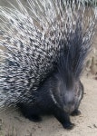 Stekelvarken. | 동물