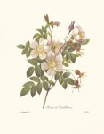 http://oldprintreproductions.com/wp-content/uploads/2011/10/Rosier-de-Candolle.jpg | 식물 세밀화, 꽃 그리는 법