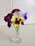 Pansies in a vase | 팬지