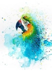 Watercolor paints have a fantastic way of capturing vital energy and ghostly shades of color that no other medium can, and Tilen Ti... 