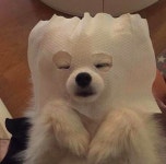 내가좋아하는에 있는 황수현님의 핀 | 귀여운 개, 귀여운 강아지, 아기 동물