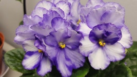 African violet에 있는 BW Choi님의 핀