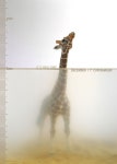 Ryu Hyeon Ju님이 animals에 올린 이미지 | 자연 보호, 멸종위기동물, 해수면 상승