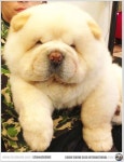 Chow Chow | 개, 차우 차우, 귀여운 동물