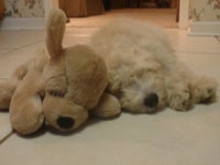 Puppy에 있는 Hyewon Han님의 핀