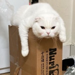 사료 사놓고 귀찮아서 박스만 들여다 놨는데;...... | Beautiful cat, Cats, Cat breeds