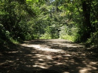 제주도 사려니 숲길