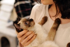 고양이 카페 | 고양이 카페