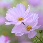 정숙 김님이 코스모스에 올린 코스모스 꽃 | 꽃 사진, 아름다운 꽃