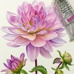 up #windsornewton #botanicalart #botanicalpainting #botanical #artwork  #dahlia #pink(이미지 포함) | 꽃그림, 수채화 아트, 꽃