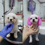 좋아요 53개, 댓글 6개 - Instagram의 미앤마이독(@groomer_jenny)님: 착하게 미용 잘받아줘서 땡큐~  #미용으로태교중#말티즈미용... 