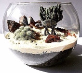 병 속에 있는 나만의 미니 정원. 테라리움 만들기 7 in 2020 | Decorative bowls, Terrarium, Plants