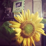 delight in simple things #sunflowers | 꽃