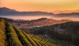 Dream - 보성다원에서..