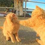 고양이에 있는 ju님의 핀 | 웃긴 고양이, 개 유머, 애완동물 제품