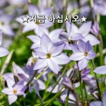 ★지금 하십시요★  내 뜰에 꽃을 피우고 싶으면 지금 뜰로 나가 나무를 심으십시요.  내 뜰에 나무를 심지 않는  이상 당신은 언제나 꽃을... 