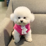 #위드랜드 좋아 | Plush pet bed, Puppies, Pets