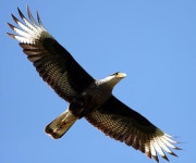 Southern Caracara  aka  Southern Crested Caracara  (Caracara plancus) by Luis Argerich | 새, 독수리