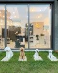 SHU AND TREE  |  슈앤트리 on Instagram: “귀여운애 옆에 귀여운애... 넌역시털빨이야 #슈앤트리” (With images) | Animals