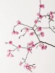 Cherry Blossoms from the exquisite book of paper flowers | 원예