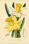 Browse Botanical Prints - Daffodils / Narcissus | 수채화