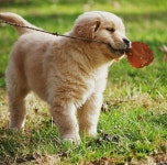 수인 김님의 Dog