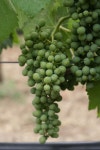 Our Red Piano proprietary blend is based on Syrah with other Mediterranean varieties.(이미지 포함)