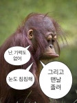 원숭이 짤31 - 2022 | 영감을 주는 명언, 웃긴 밈, 웃긴 인용구