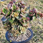 무지개염좌(목대 굵고 좋아요) - 다육식물(Succulents) - 2023 | 다육 식물, 사진