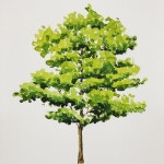 이미지: 식물, 나무, 하늘 | 수채화, 식물, 식물 그림