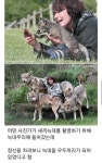 늑대들의 우두머리가 된 사진사 : 네이버 블로그 - 2020 | 개 유머, 동물 유머, 웃긴