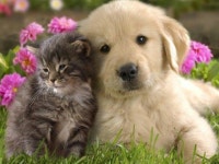 Perro y gato. | 귀여운 아기 동물, 귀여운 개, 사랑스러운 새끼 고양이