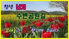 창녕 남지수변공원길/억새 전망대/창녕 여행/남지 유채꽃/유채꽃 축제/유채/유채꽃 - YouTube - 2022 | 여행, 네온사인, 축제