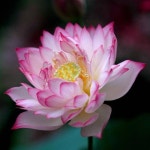 연꽃-LOTUS-reality~에 있는 지안 Roh님의 핀 | 꽃, 수련, 아름다운