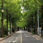 진정한 가로수길🌳 - 2020 | 사진, 아름다운