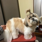 #시츄스타그램  모량이 터질라고해요  조만간 진짜 배추도사 무도사 될것 같은데...귀여워... 이모들 집에서 목욕 드라이 오또케하세용... 