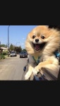 오빠달려!!! in 2023 | Pretty dogs, Cute funny dogs, Cute dogs
