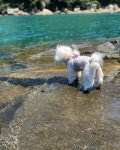 #여수 #여수여행 #여름휴가 #여름방학 #휴가 #말티즈 #말티 #maltese #휴가끝 #여행  #댕댕이  #애견모델  #셀럽 #셀럽그램 #귀요미... 
