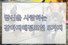 당신을 사랑한다는 강아지애정표현 5가지 - 펫리코 Petrico | 강아지